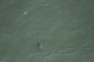 Missing Picture